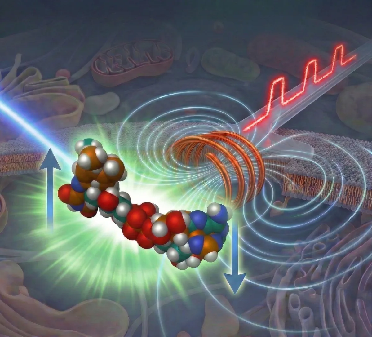 University of Tokyo unveils imaging technique amid magnetic chemistry breakthrough