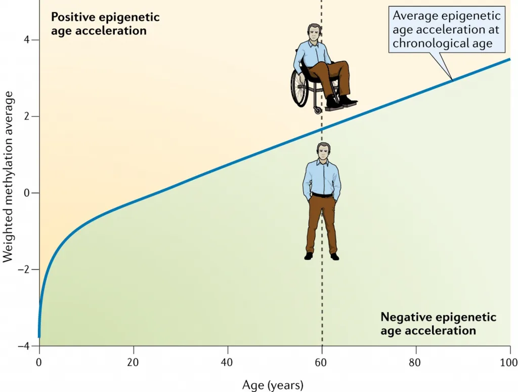 Biotech Firm Initiates Human Trials for Cellular Ageing Reversal