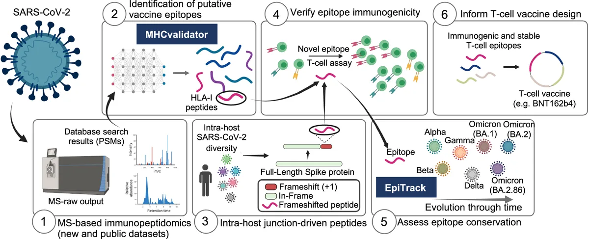 CIC biomaGUNE unveils AI epitope library for immunotherapy with Multiverse Computing