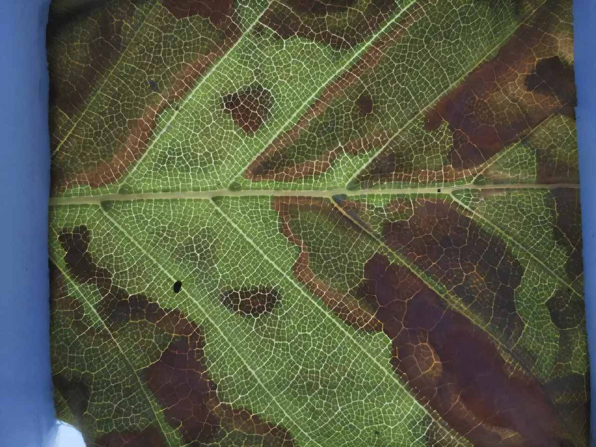 Swiss Study Reveals Heat Tolerance in Young Trees amid Climate Concerns