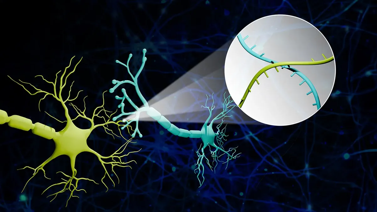 Researchers map neuronal connections using RNA barcodes, revealing new brain links