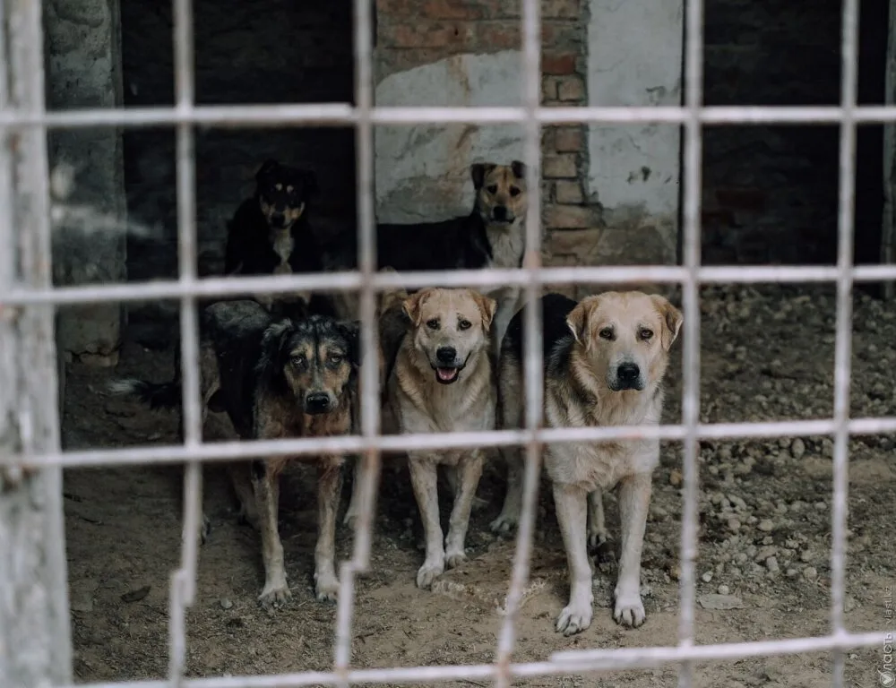 Kazakhstan Parliament approves animal euthanasia law amid rising stray dog numbers