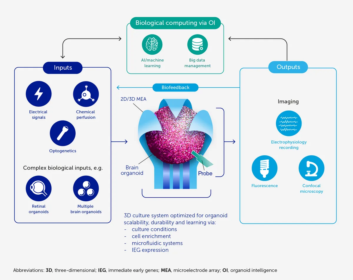 Nature urges regulation of brain organoids amid ethical concerns