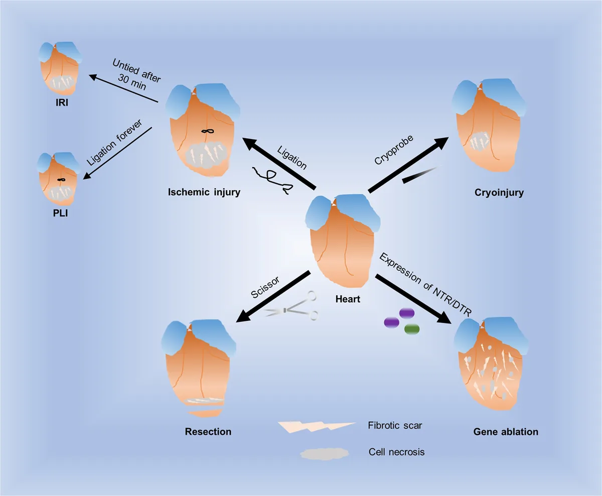 Nature publishes study on dendritic cells amid cardiac fibrosis treatment advances