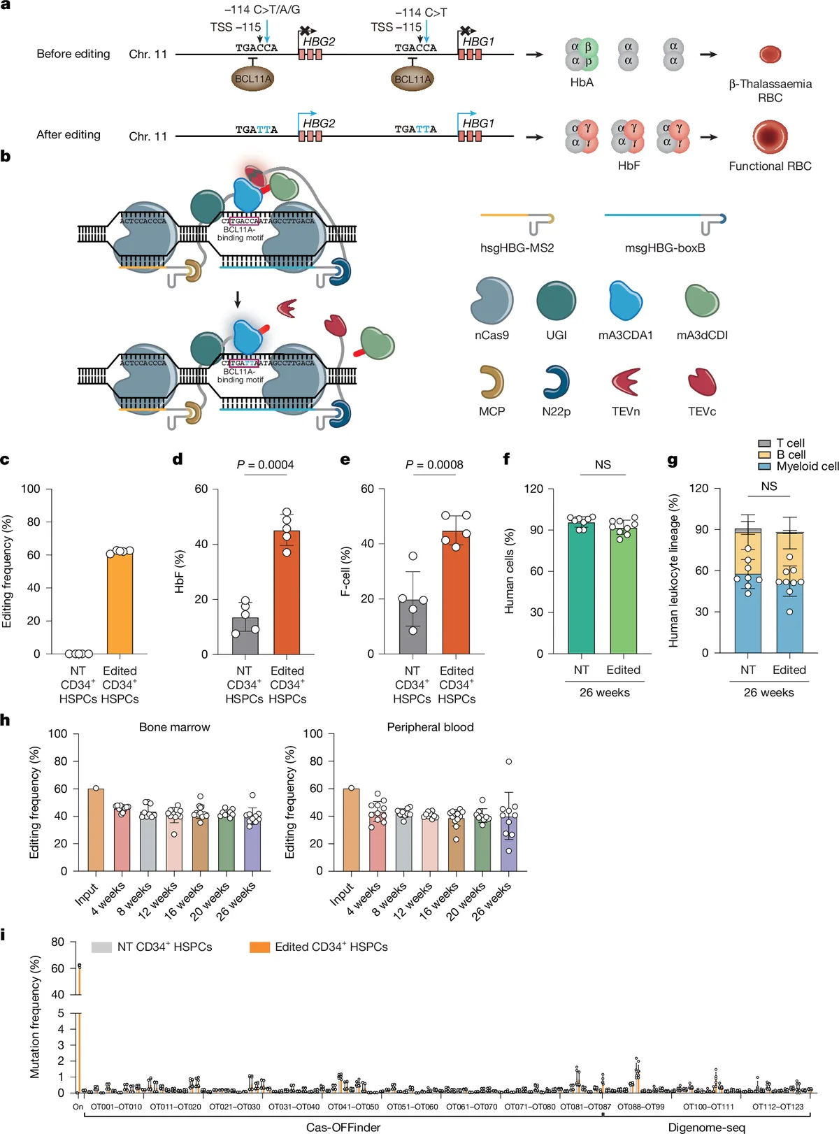 Nature publishes trial results of β-thalassaemia gene therapy