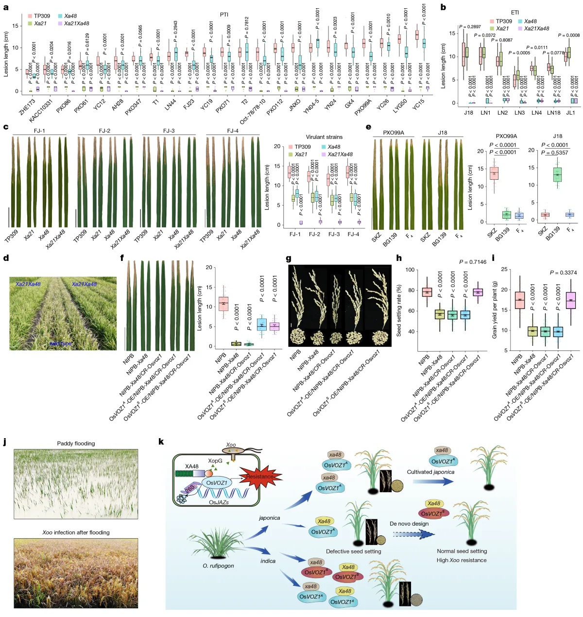 Nature reconstitutes rice resistance using XA48 and XA21 immune modules
