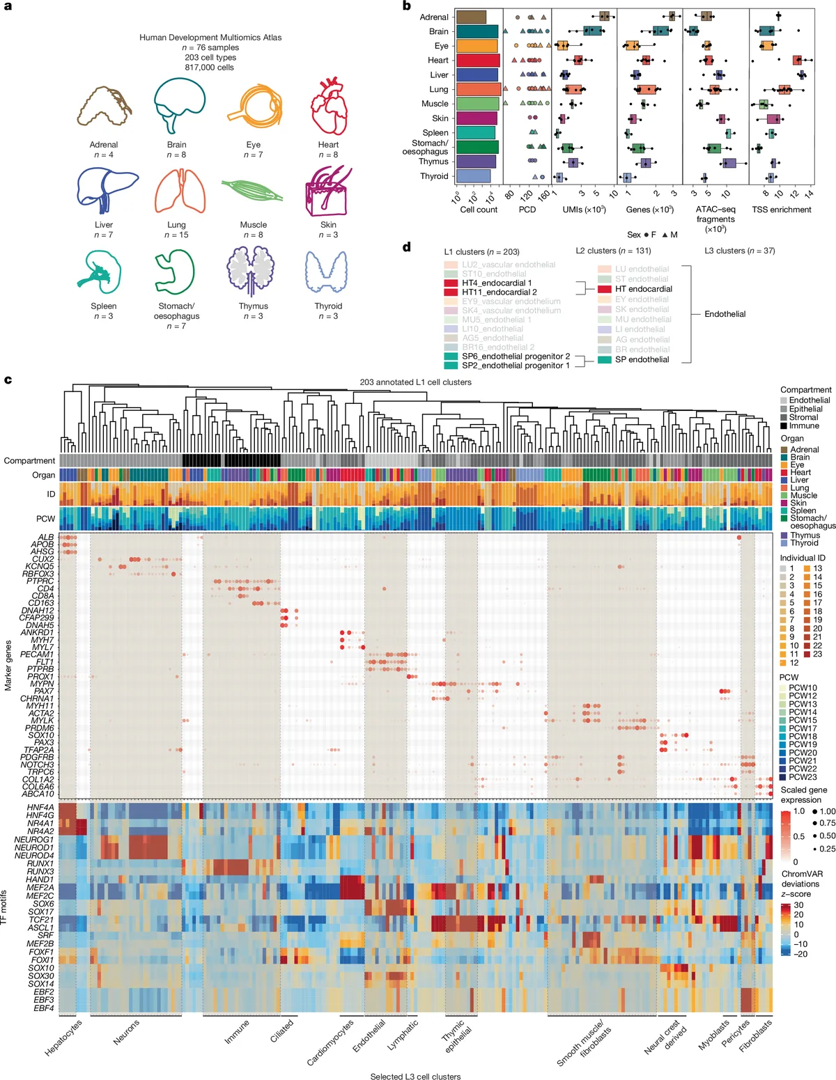 Human Development Atlas maps fetal cell regulation using multiomics