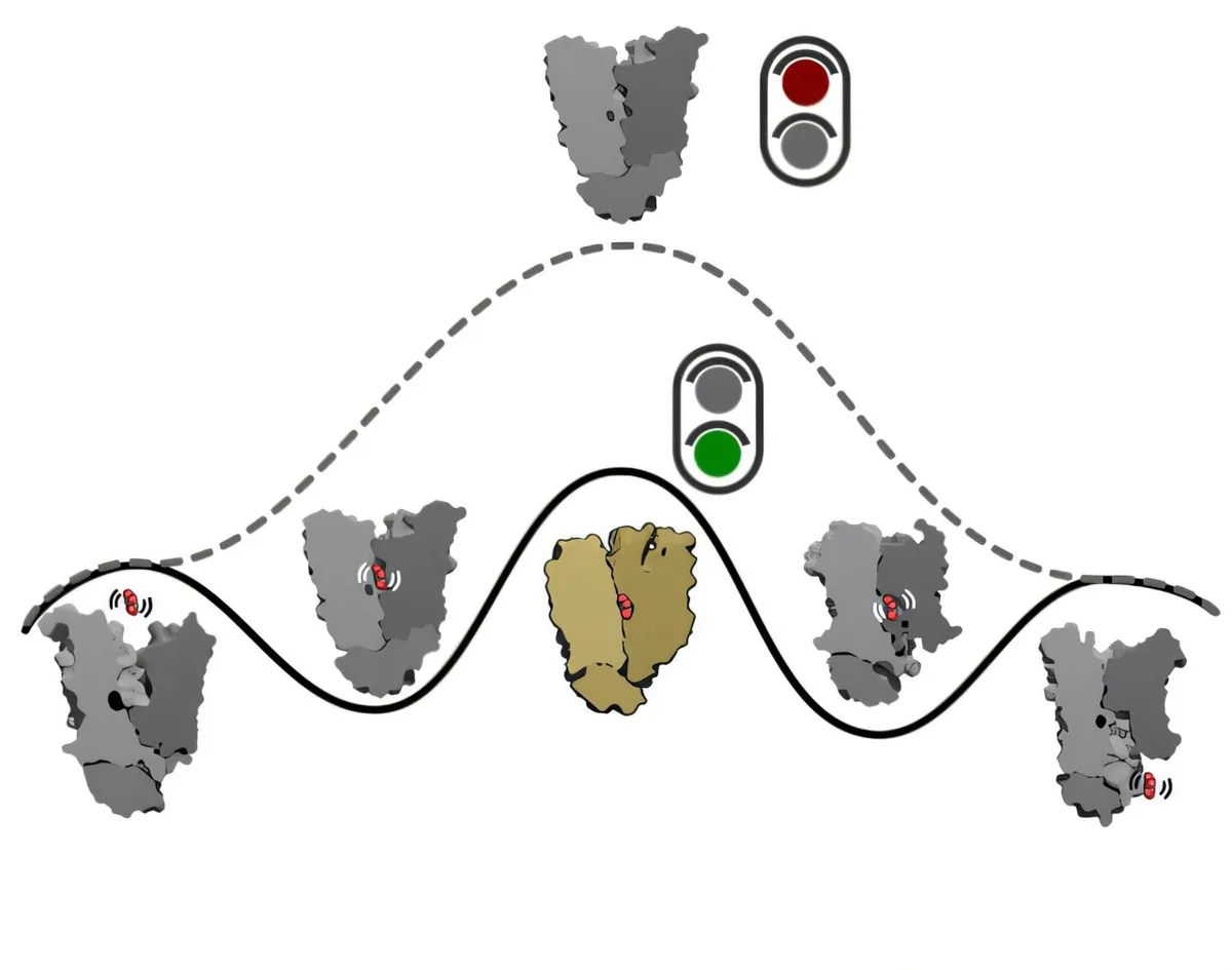Stockholm University identifies glucose transport mechanism using transition-like state