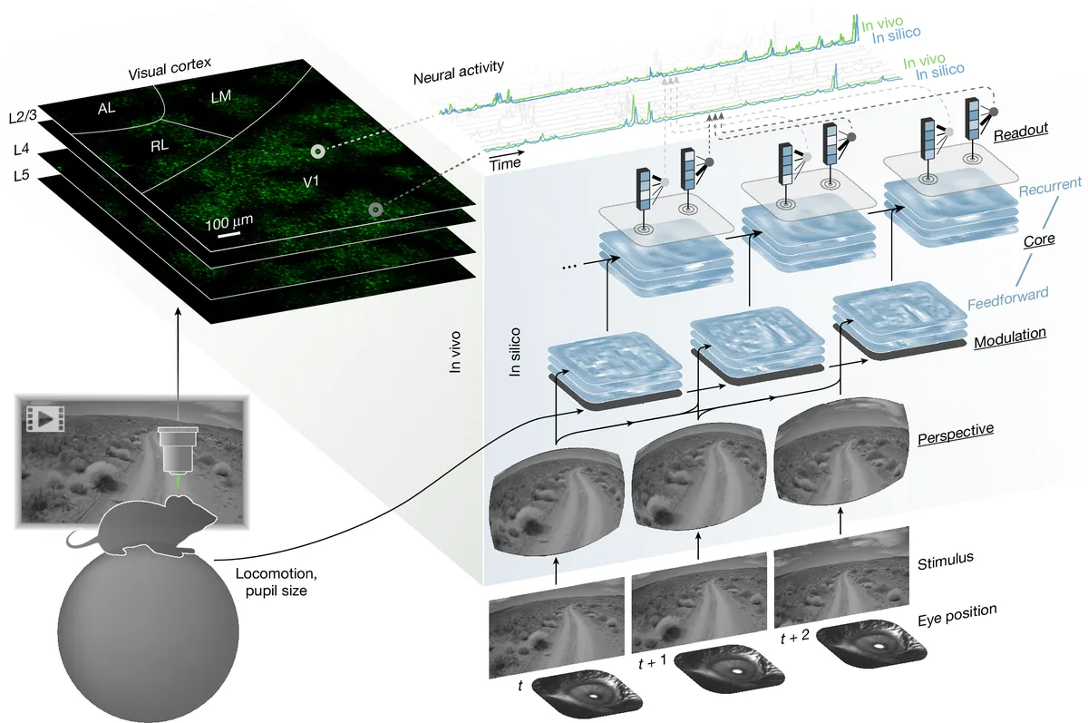 Nature corrects neural model study amid stimulus response predictions