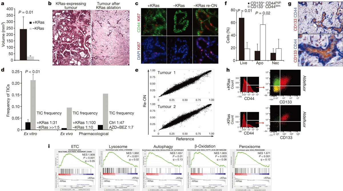 Nature corrects study on pancreatic cancer cell dependency
