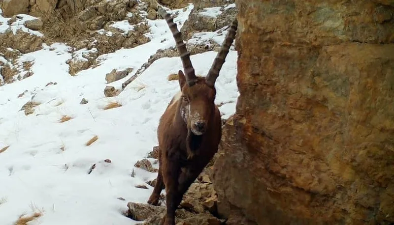 Kyrgyzstan raises wildlife poaching fines amid environmental concerns