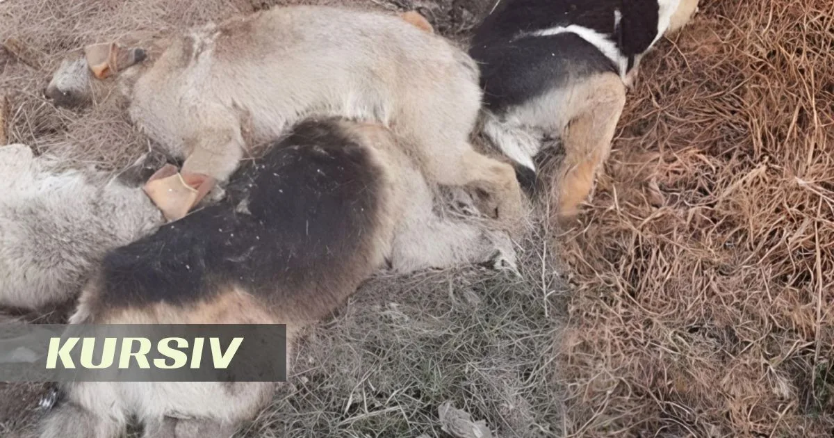 Pavlodar Region uncovers mass dog burial amid public outcry
