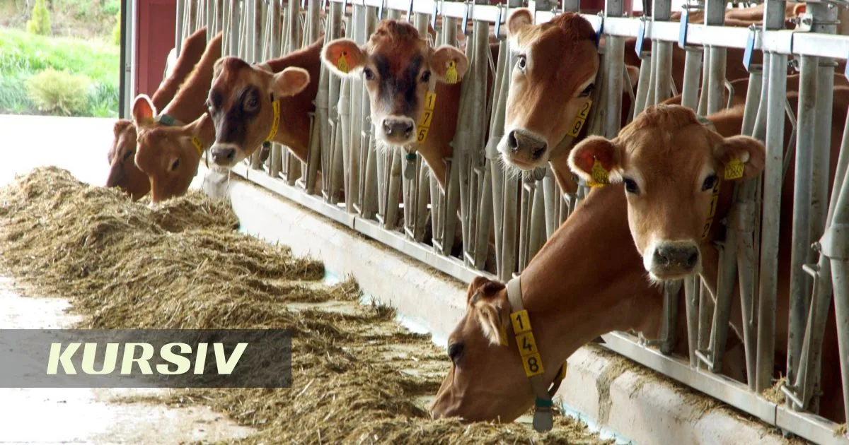 Atyrau Region bans livestock movement amid viral outbreak in 6,000 cattle