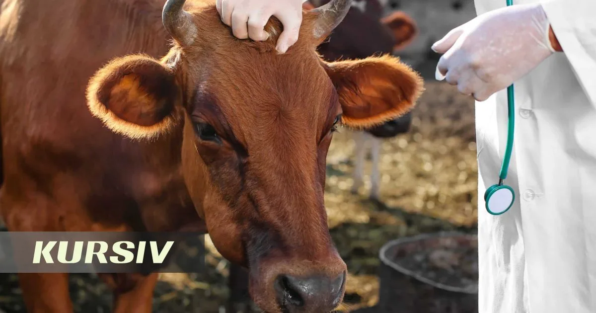 Kazakhstan Agriculture Ministry denies livestock disease rumors in Atyrau Region