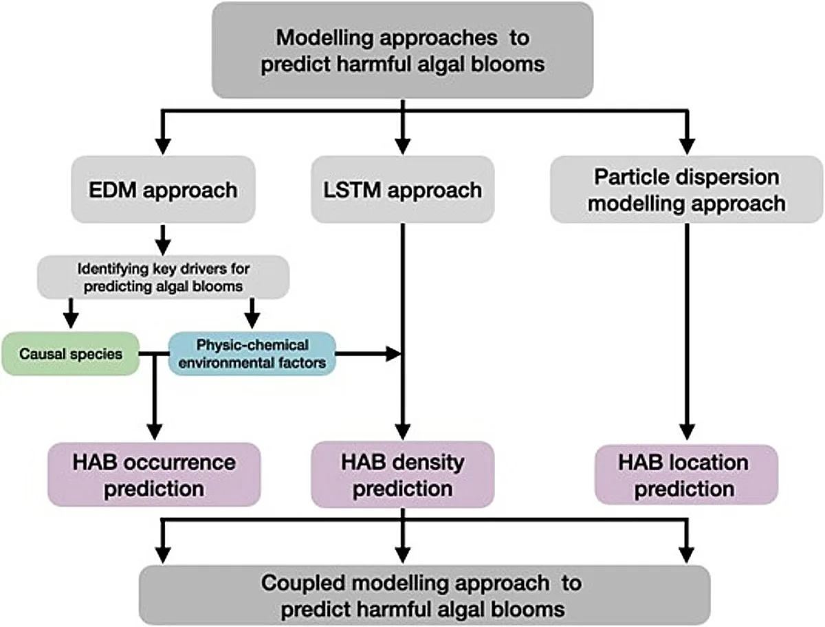 Hiroshima University advances algal bloom forecasts with AI model amid climate change