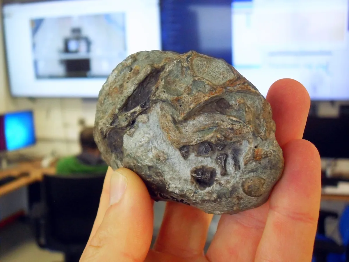 Lystrosaurus fossil confirms egg-laying, reshaping mammal evolution understanding