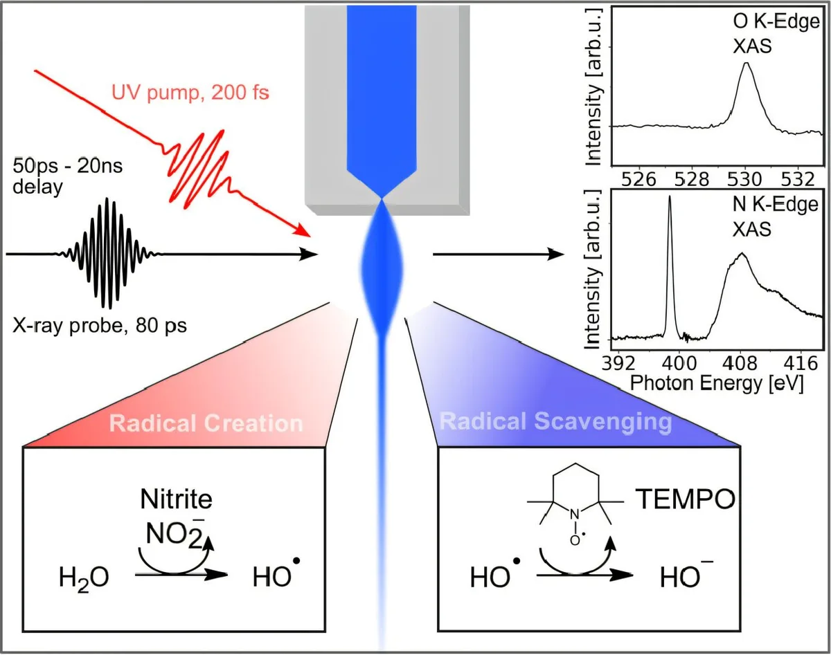 BESSY II uncovers hydroxyl radical pathway in UV-exposed water