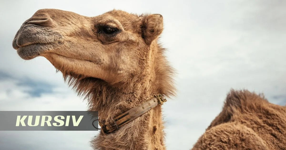 Kazakh Court Sentences Man to 5 Years for Camel Theft in Kyzylorda
