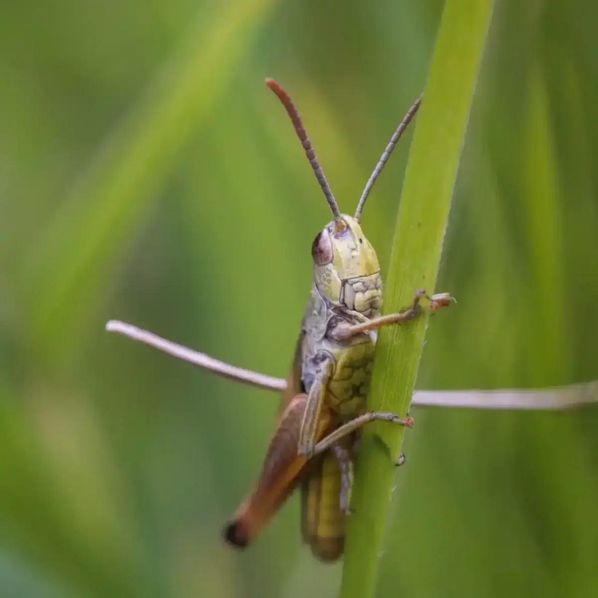 57 дронов против саранчи: Почему в Казахстане сократили борьбу с вредителем