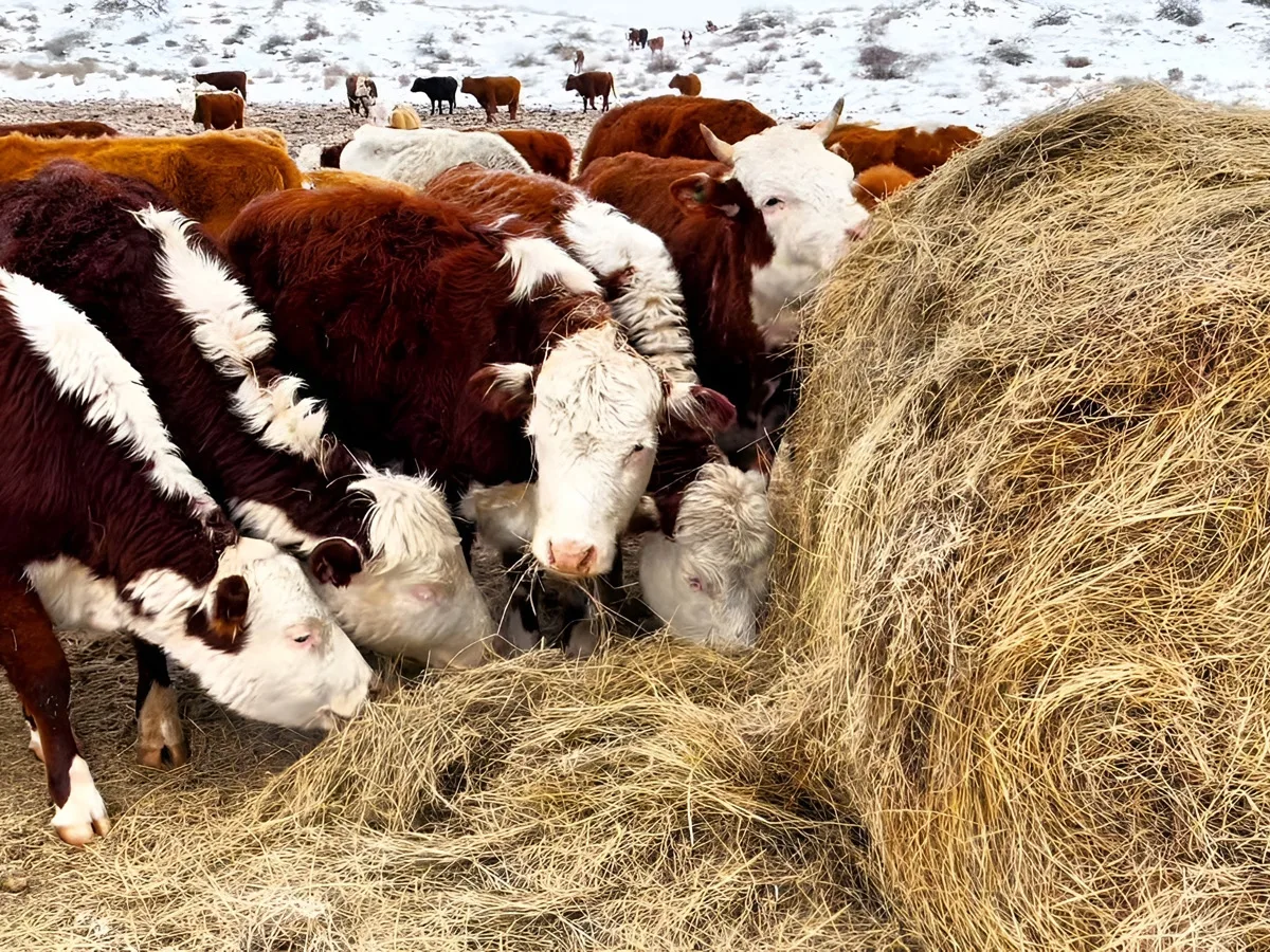 China and Central Asia struggling to contain outbreak of foot-and-mouth disease
