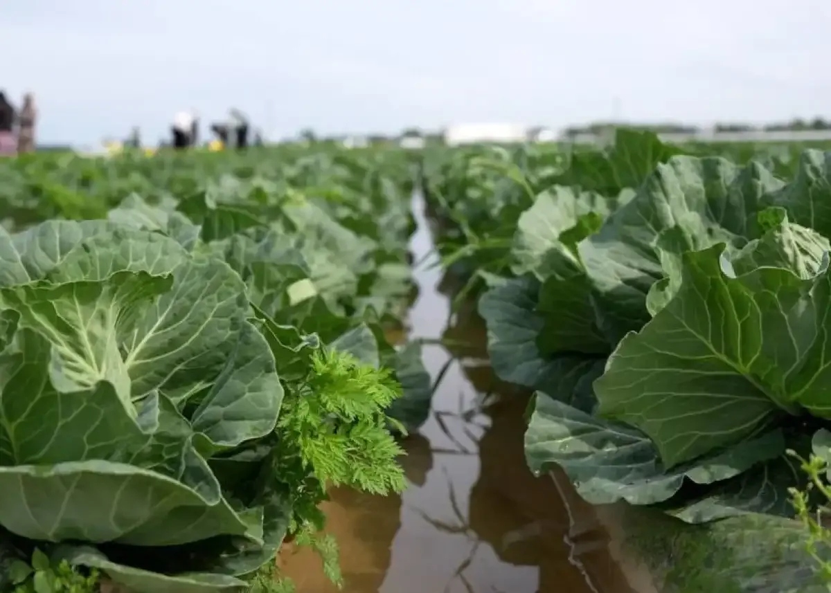 Фермеры Туркестанской области вырастили первый урожай капусты за 45 дней