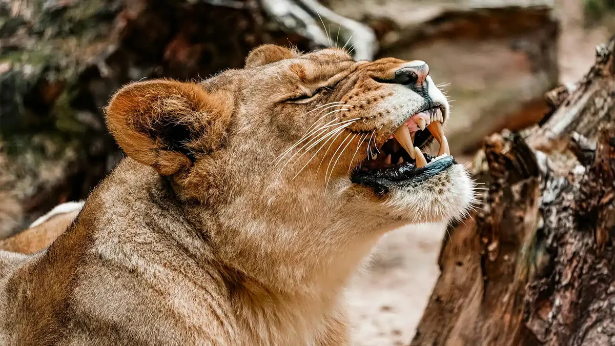 Мужчины закидали львов камнями в Семее – полиция начала проверку