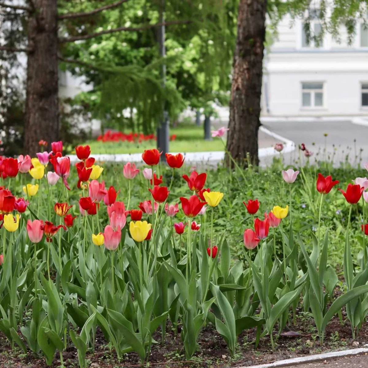 Алматы сделают почти вдвое зеленее