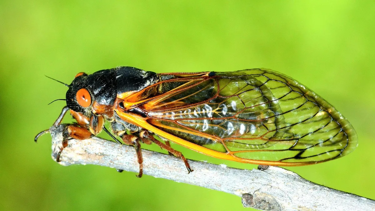 Новый штамм COVID-19 «Цикада» может обходить иммунитет, считают вирусологи