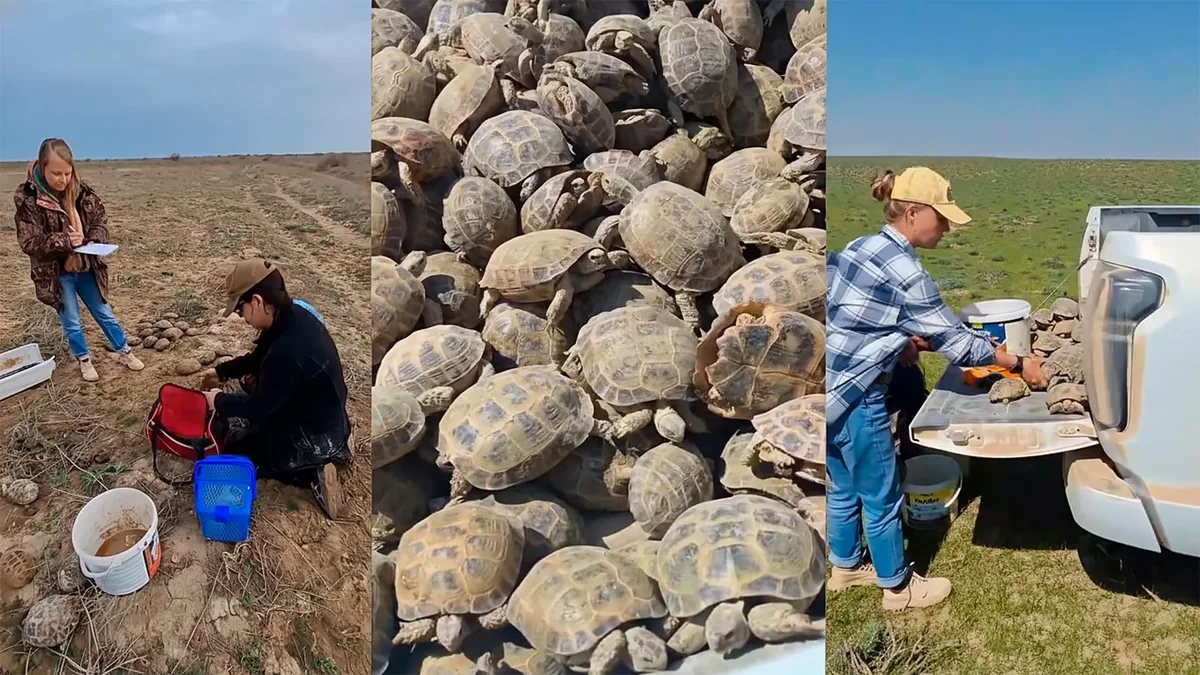 Волонтеры спасли 8 тысяч черепах в Туркестанской области