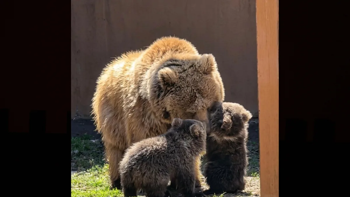 В алматинском зоопарке родились два медвежонка