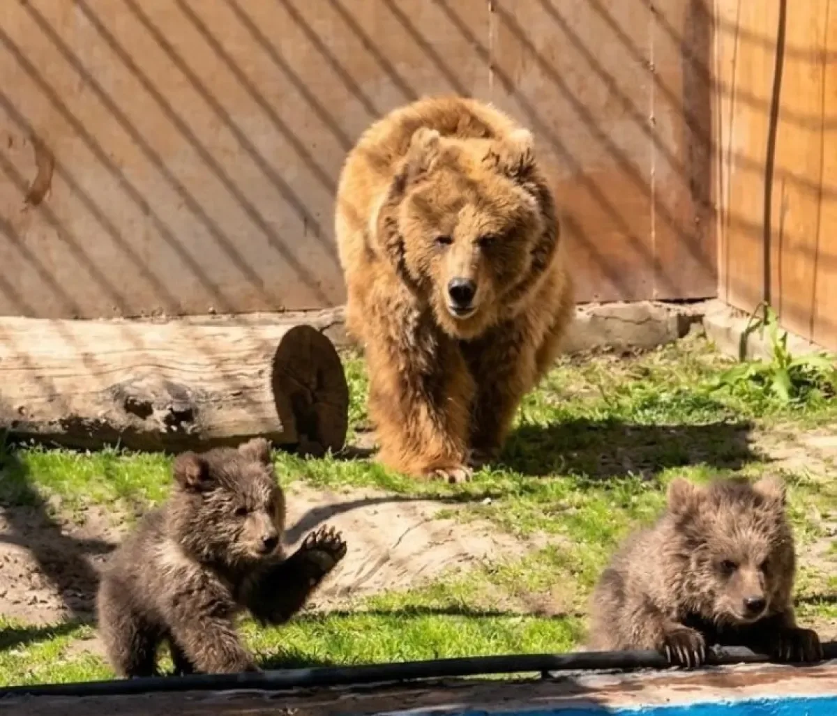 В алматинском зоопарке родились детеныши тяньшанских бурых медведей