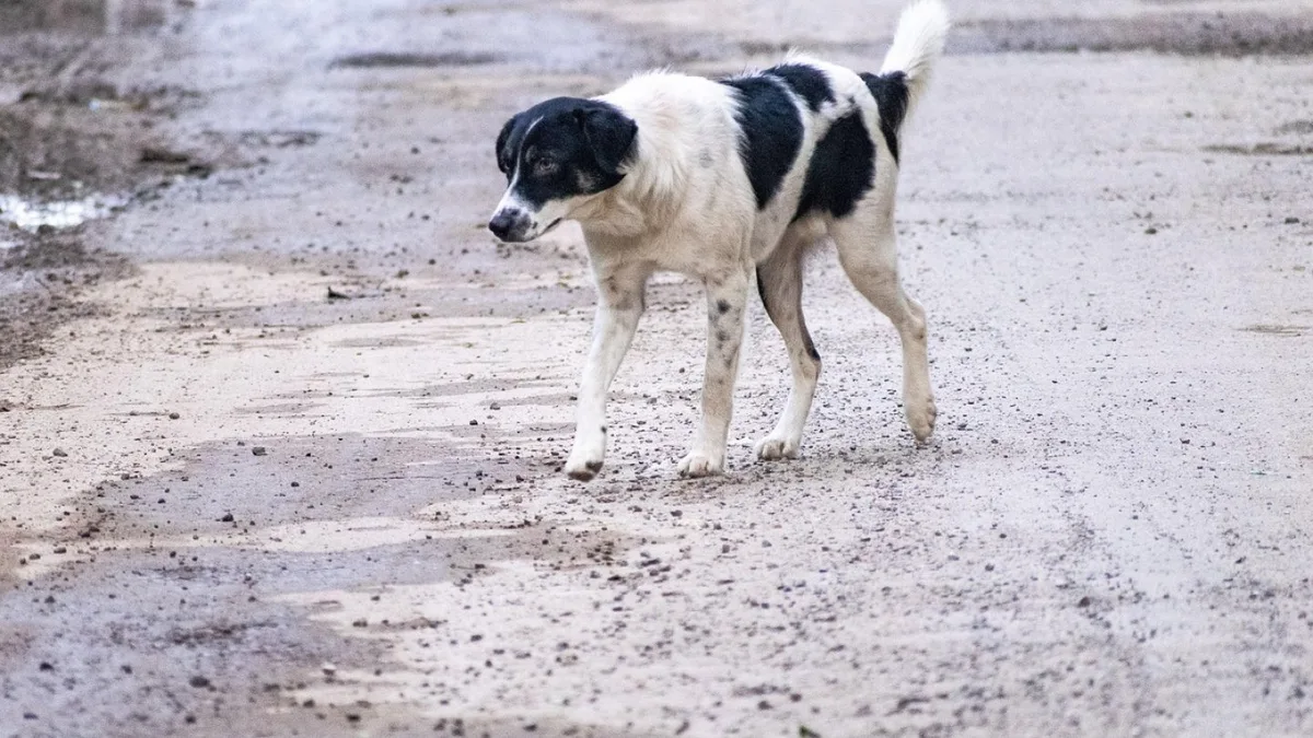 Зоозащитники в Казахстане призывают отклонить поправки, разрешающие эвтаназию животных