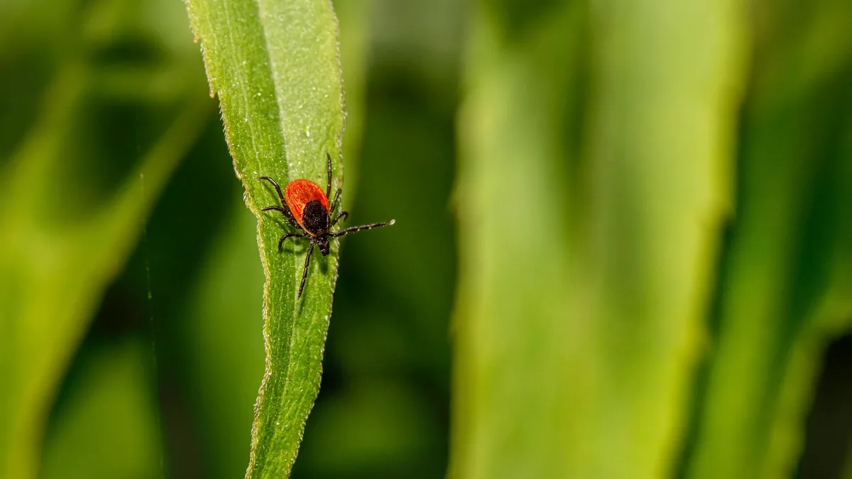 Ученые попросили алматинцев помочь в поиске клещей