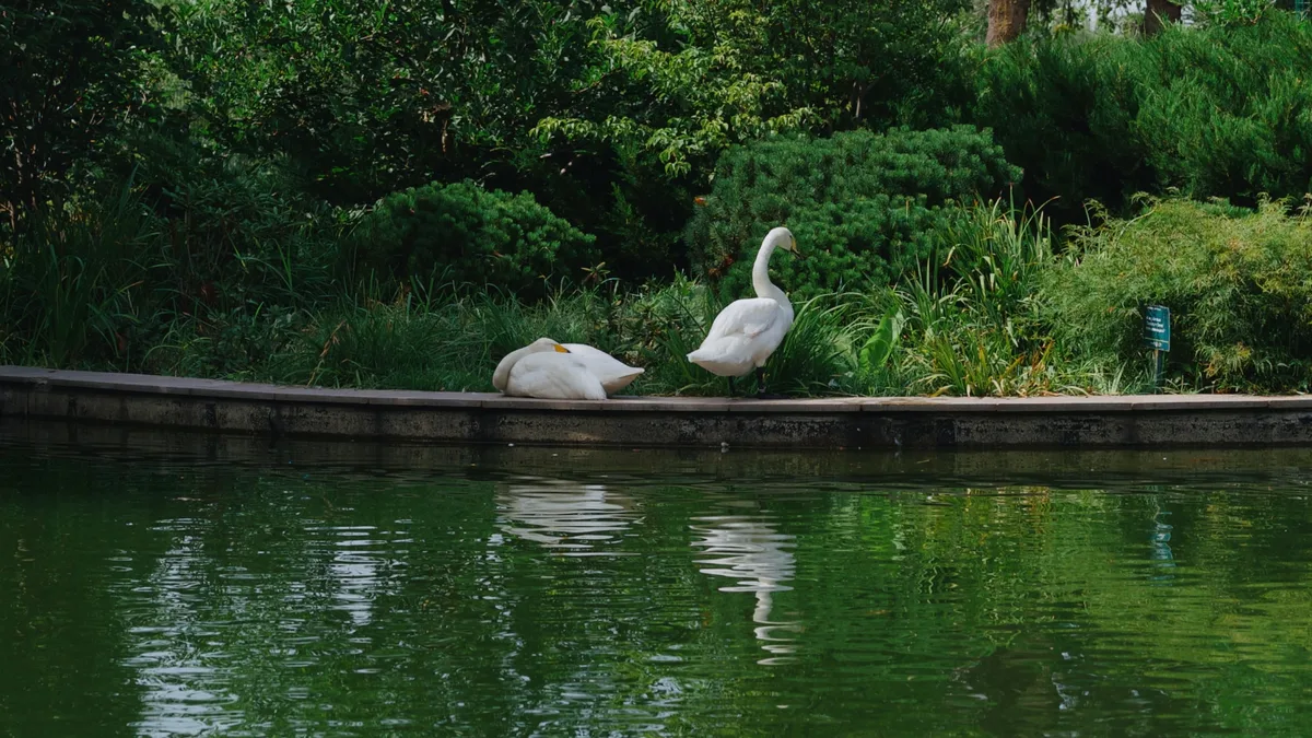Лебедей Ботанического сада Алматы оградят от всех посетителей