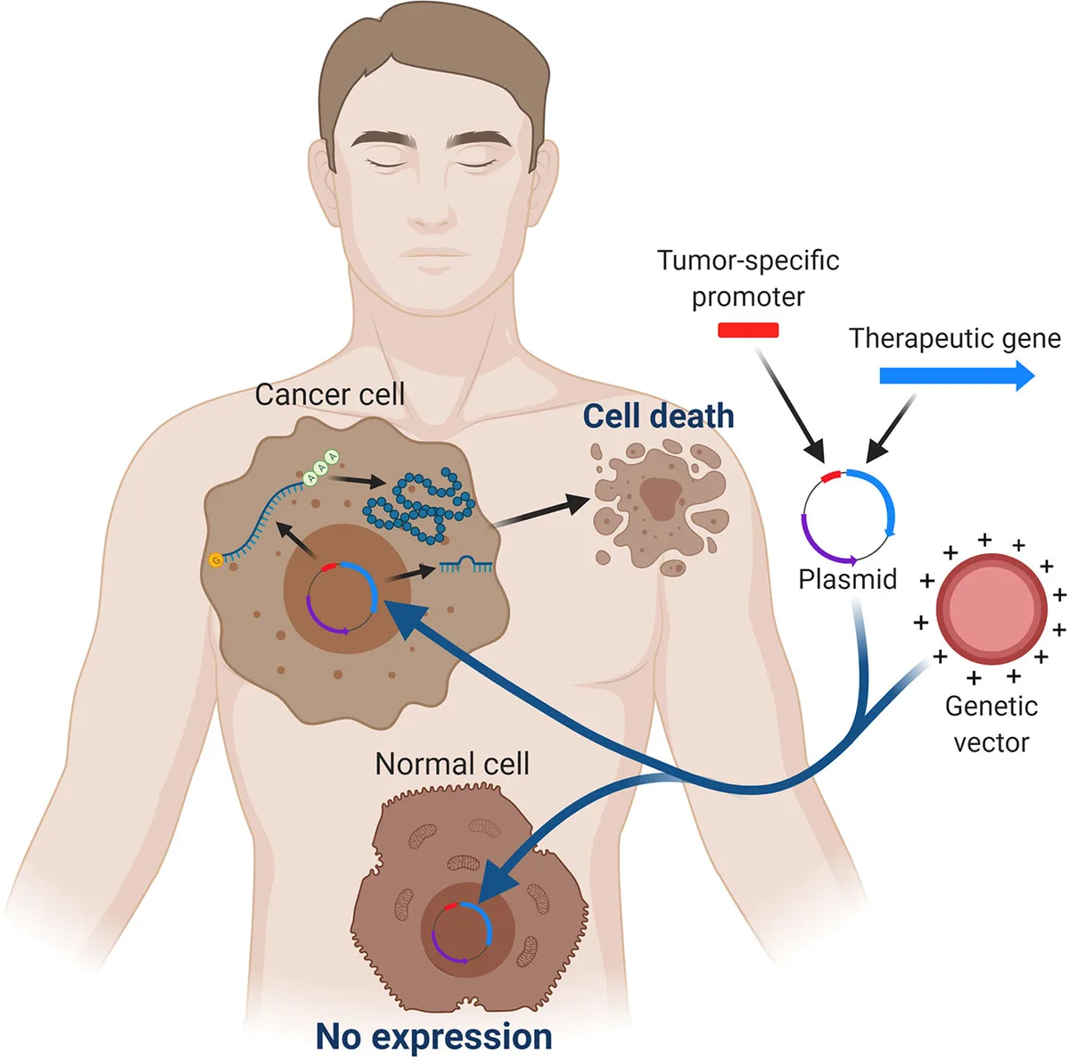 Editorial Expression of Concern: Creation of human tumour cells with defined genetic elements