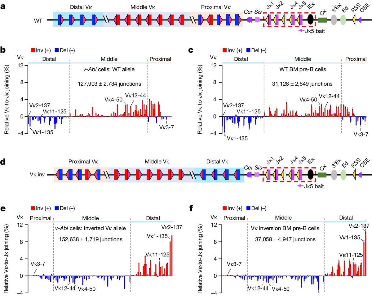 Linear RAG scanning mediates editing of Igκ variable region repertoires