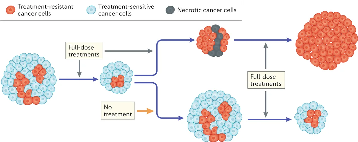 Tumour promotion through the lens of evolution