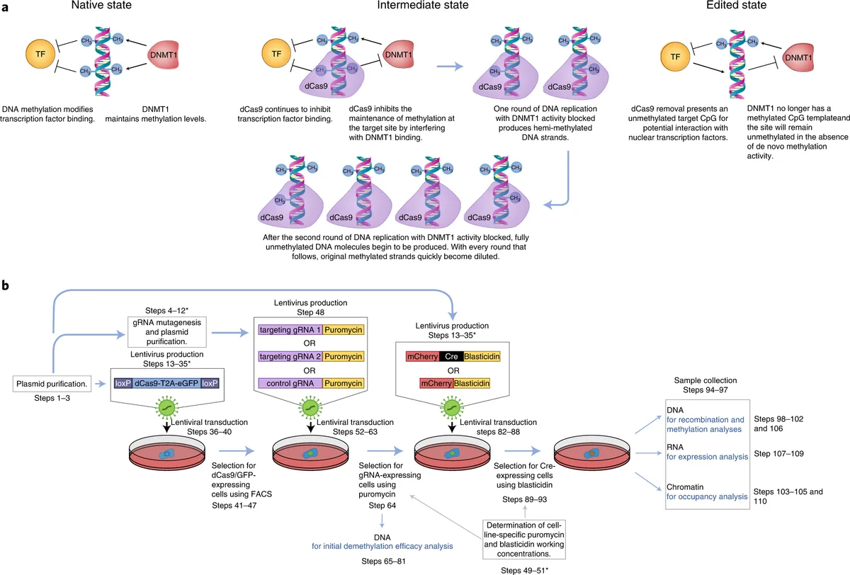 Molecular basis for methylation-sensitive editing by Cas9