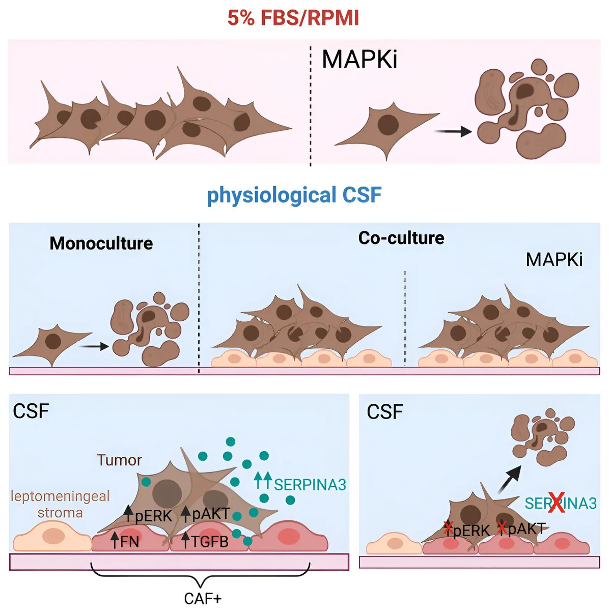 Mapping convergent regulators of melanoma drug resistance by PerturbFate