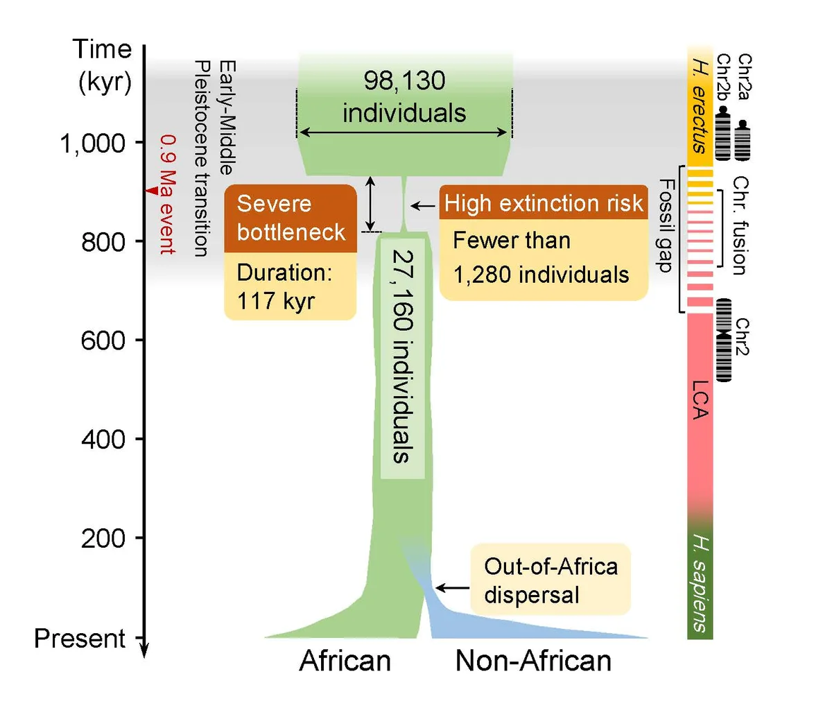 Landmark ancient-genome study shows surprise acceleration of human evolution