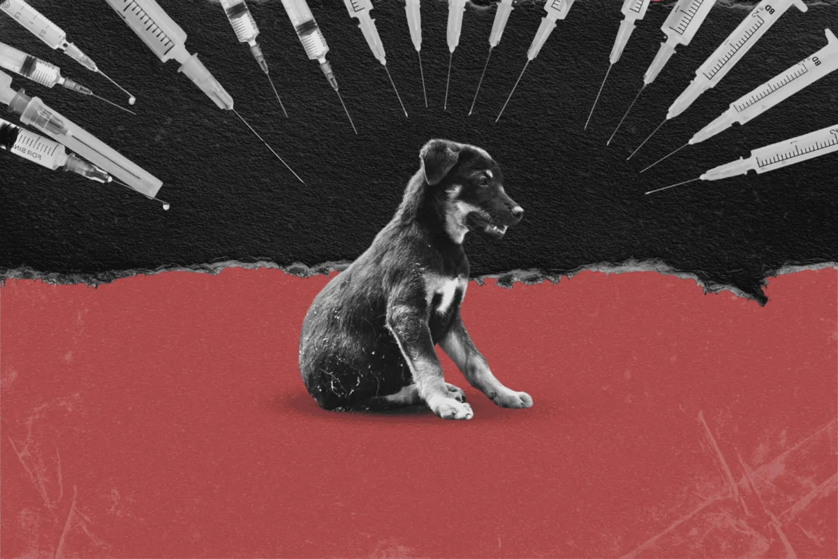 Легализовать убийство