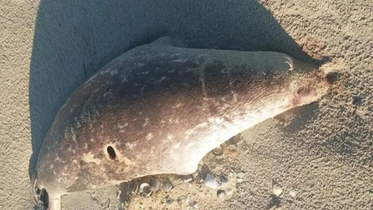 На побережье Каспия в Мангистауской области обнаружено около сотни мёртвых тюленей