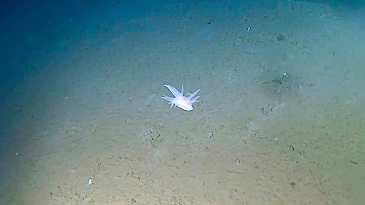 После шторма в Каспийском море экологи нашли 97 мертвых тюленей на берегу Мангистау