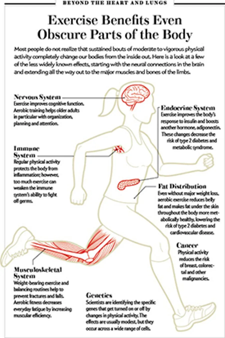 Immune cells have a surprising role in exercise endurance