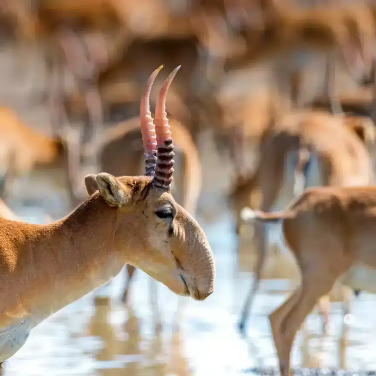 Сотни мертвых туш сайгаков обнаружили в Атырауской области