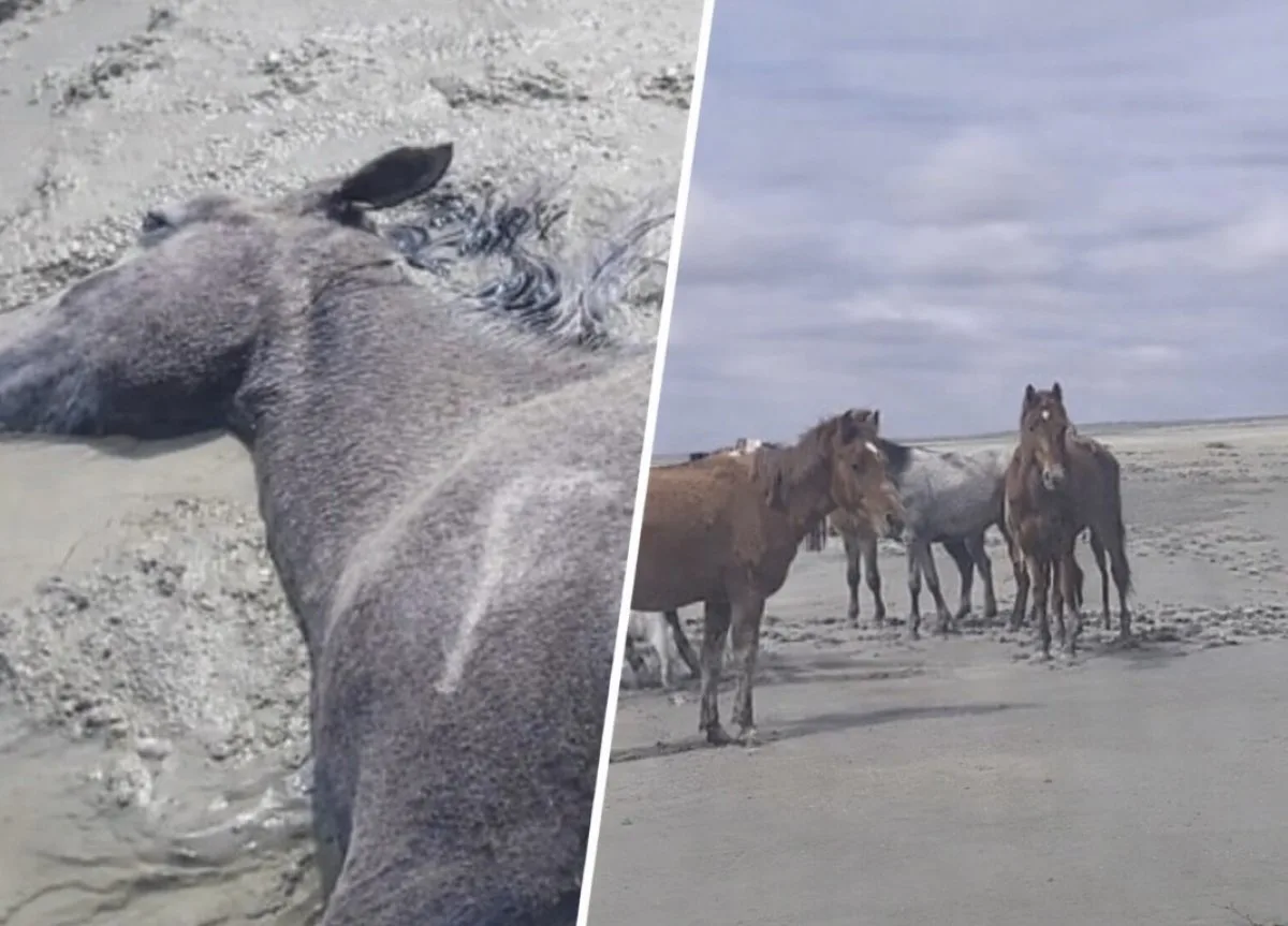 Более 100 лошадей погибли после ливней в Мангистауской области