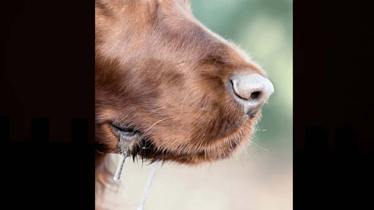 Трое казахстанцев погибли от бешенства в 2025 году