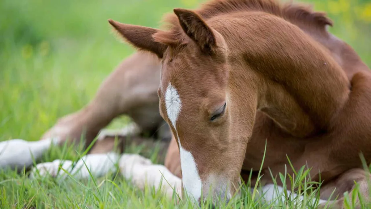 Жеребенка вытащили из ямы в Акмолинской области во время пожара