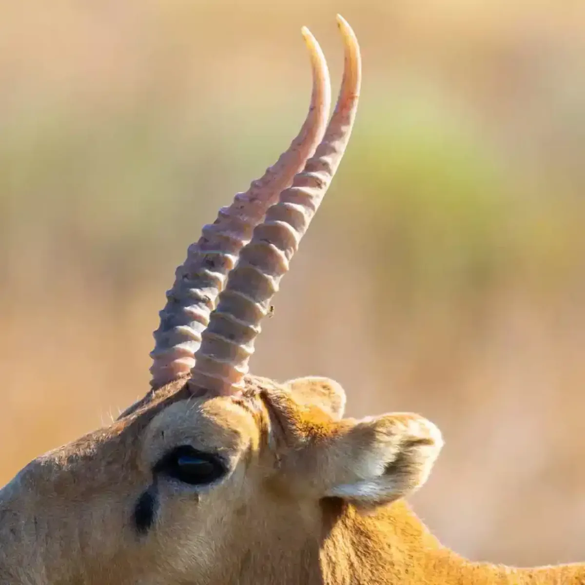 В Казахстане объяснили российскому губернатору, как довели число сайгаков до 5 млн