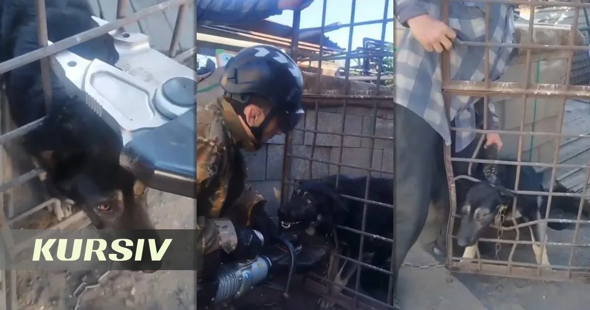 Спасатели освободили собаку, застрявшую в заборе в Караганде